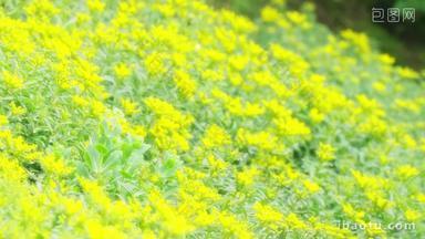 夏天温暖唯美柔光黄色花丛实拍
